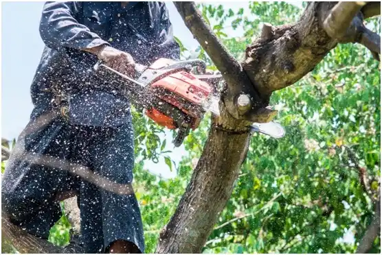 tree services Kerrville